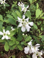 Exochorda racemosa