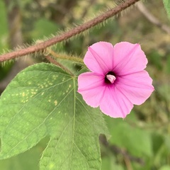 Ipomoea dichroa