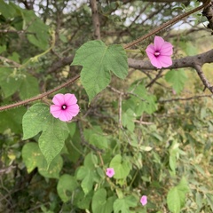 Ipomoea dichroa