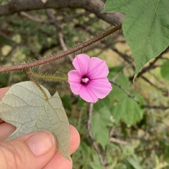 Ipomoea dichroa