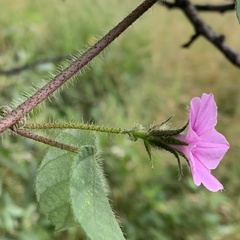 Ipomoea dichroa