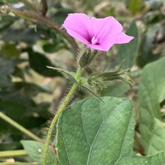 Ipomoea dichroa