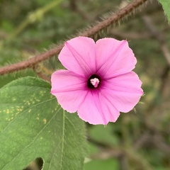 Ipomoea dichroa