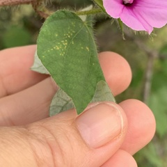 Ipomoea dichroa