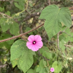 Ipomoea dichroa