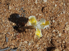 Moraea serpentina