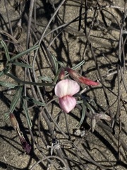 Lotus bryantii