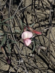 Lotus bryantii