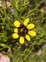 Encelia ventorum