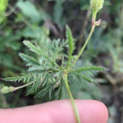 Ipomoea coptica