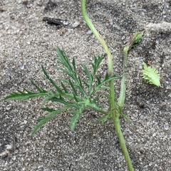 Ipomoea coptica