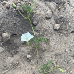 Ipomoea coptica