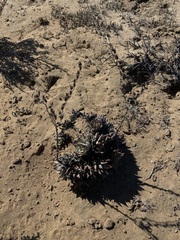 Dudleya acuminata
