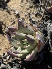 Dudleya acuminata