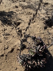 Dudleya acuminata