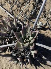 Dudleya acuminata