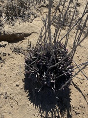 Dudleya acuminata