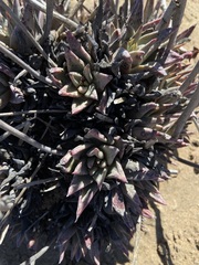 Dudleya acuminata