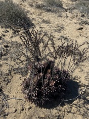 Dudleya acuminata