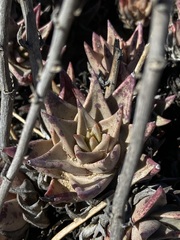 Dudleya acuminata