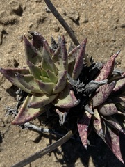 Dudleya acuminata