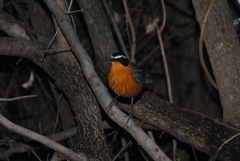 Cossypha heuglini heuglini