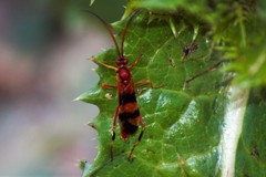 Compsocryptus texensis