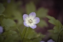 Nemophila phacelioides