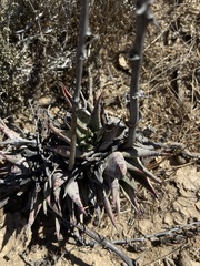 Dudleya acuminata