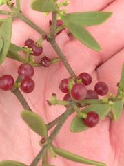 Viscum cruciatum
