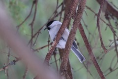 Poecile montanus