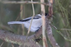 Poecile montanus