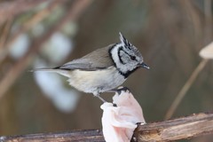 Lophophanes cristatus