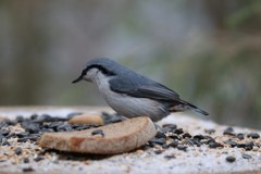 Sitta europaea