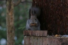 Sciurus vulgaris
