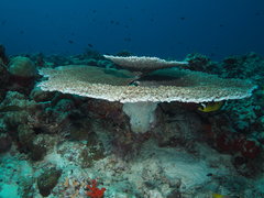 Acropora cytherea