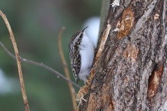 Certhia familiaris