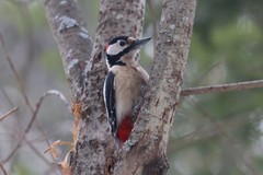 Dendrocopos major