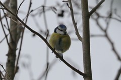 Cyanistes caeruleus