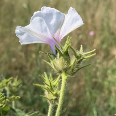 Ipomoea magnusiana