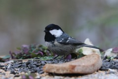 Periparus ater
