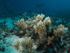 Acropora echinata