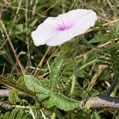 Ipomoea magnusiana