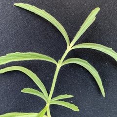 Acrotome angustifolia image