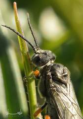 Dolerus