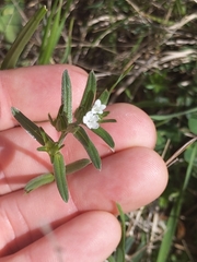 Buglossoides arvensis