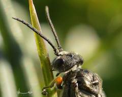 Dolerus