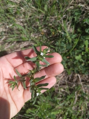 Buglossoides arvensis