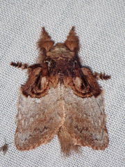 Euglyphis albidifascia