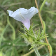 Ipomoea magnusiana